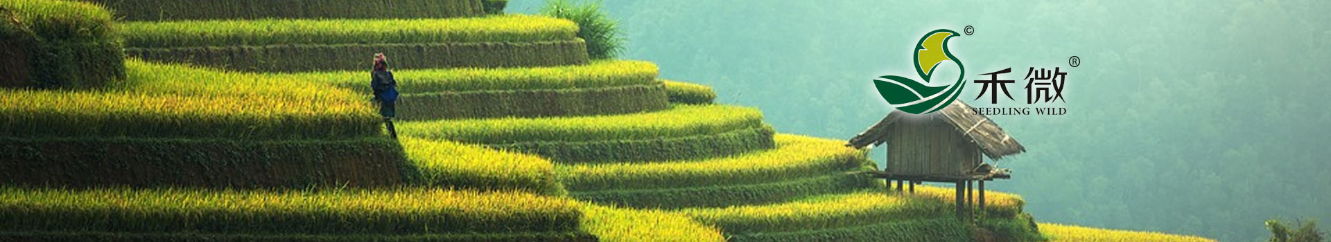 火狐全站:村庄行797文娱·看复兴）鱼米之乡新调查：“千万工程”勃发村庄新气象